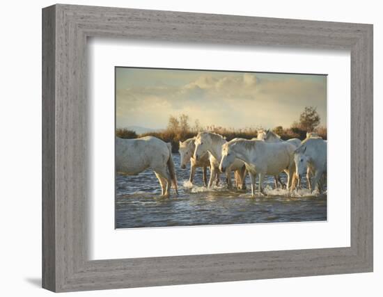 Wild White Horses, Camargue, France, Europe-Janette Hill-Framed Photographic Print