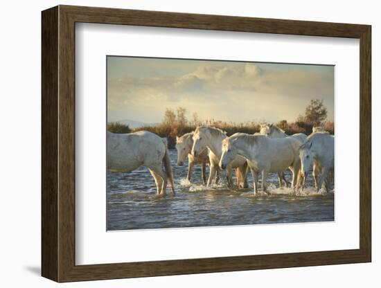 Wild White Horses, Camargue, France, Europe-Janette Hill-Framed Photographic Print