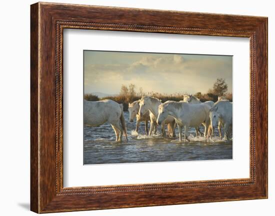 Wild White Horses, Camargue, France, Europe-Janette Hill-Framed Photographic Print