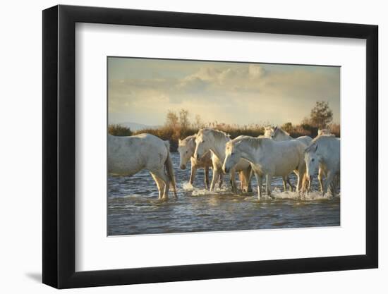Wild White Horses, Camargue, France, Europe-Janette Hill-Framed Photographic Print