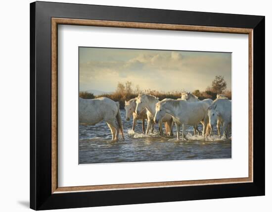 Wild White Horses, Camargue, France, Europe-Janette Hill-Framed Photographic Print