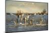 Wild White Horses, Camargue, France, Europe-Janette Hill-Mounted Photographic Print