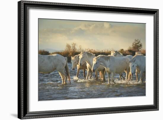 Wild White Horses, Camargue, France, Europe-Janette Hill-Framed Photographic Print