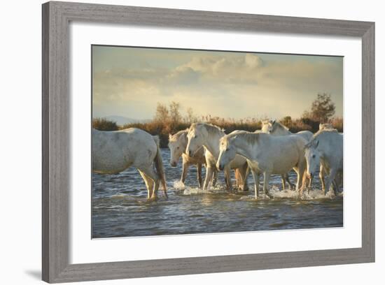 Wild White Horses, Camargue, France, Europe-Janette Hill-Framed Photographic Print