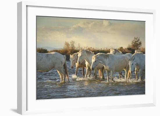 Wild White Horses, Camargue, France, Europe-Janette Hill-Framed Photographic Print