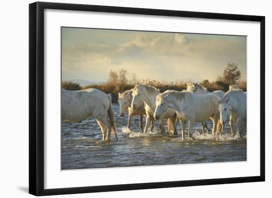 Wild White Horses, Camargue, France, Europe-Janette Hill-Framed Photographic Print