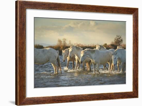 Wild White Horses, Camargue, France, Europe-Janette Hill-Framed Photographic Print