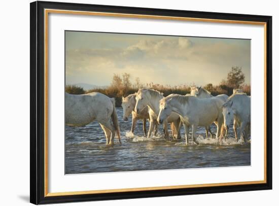 Wild White Horses, Camargue, France, Europe-Janette Hill-Framed Photographic Print