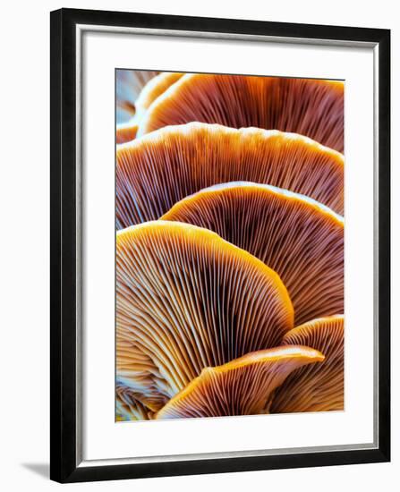 Wild Winter Forest Tree Mushroom in the Woods of Bavaria in Germany. Picture of the Fungi with Love-Andreas Zerndl-Framed Photographic Print