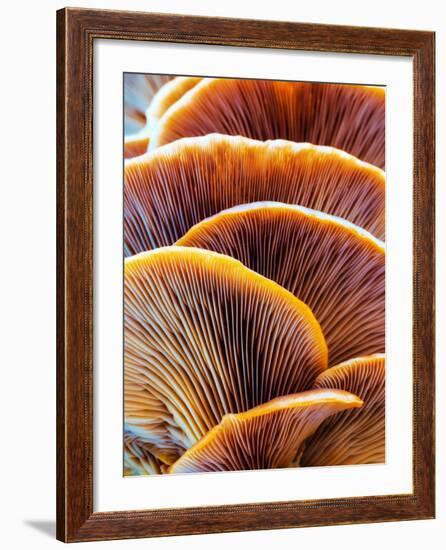 Wild Winter Forest Tree Mushroom in the Woods of Bavaria in Germany. Picture of the Fungi with Love-Andreas Zerndl-Framed Photographic Print