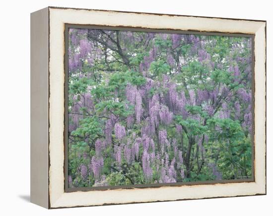 Wild Wisteria-null-Framed Premier Image Canvas