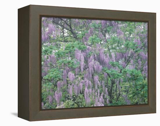 Wild Wisteria-null-Framed Premier Image Canvas