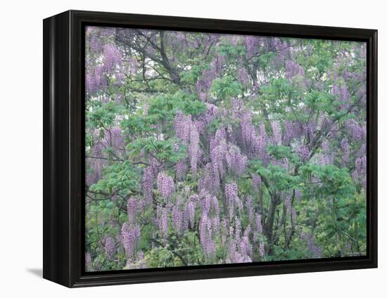 Wild Wisteria-null-Framed Premier Image Canvas