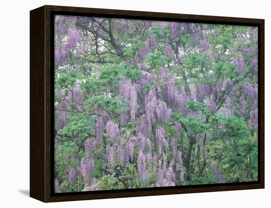 Wild Wisteria-null-Framed Premier Image Canvas