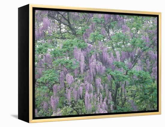 Wild Wisteria-null-Framed Premier Image Canvas