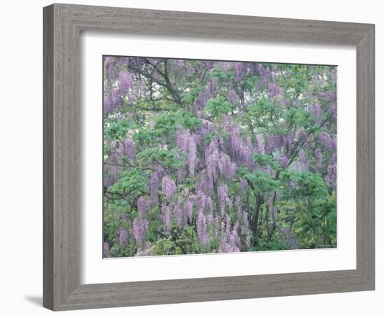 Wild Wisteria-null-Framed Photographic Print