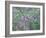 Wild Wisteria-null-Framed Photographic Print