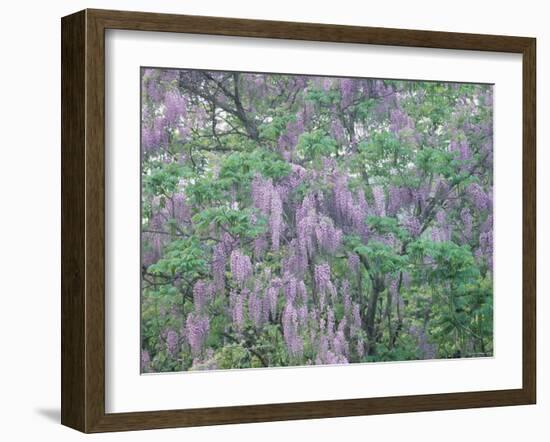 Wild Wisteria-null-Framed Photographic Print