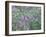 Wild Wisteria-null-Framed Photographic Print