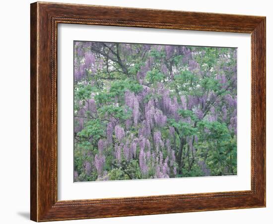 Wild Wisteria-null-Framed Photographic Print