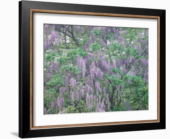 Wild Wisteria-null-Framed Photographic Print