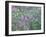 Wild Wisteria-null-Framed Photographic Print