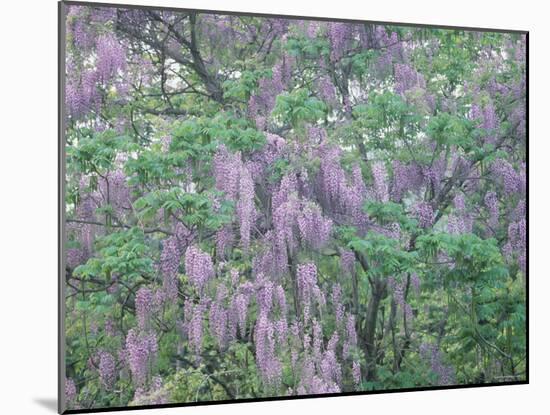 Wild Wisteria-null-Mounted Photographic Print