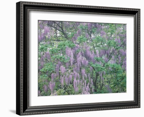 Wild Wisteria-null-Framed Photographic Print