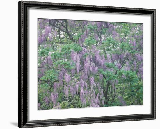 Wild Wisteria-null-Framed Photographic Print