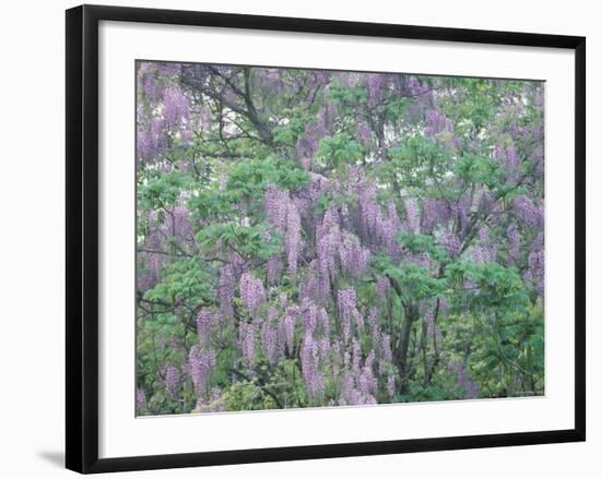 Wild Wisteria-null-Framed Photographic Print