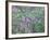 Wild Wisteria-null-Framed Photographic Print