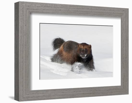 Wild Wolverine walking in snow, Finland-Markus Varesvuo-Framed Photographic Print