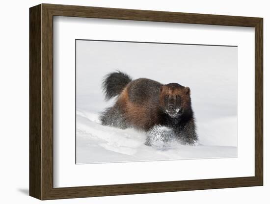 Wild Wolverine walking in snow, Finland-Markus Varesvuo-Framed Photographic Print