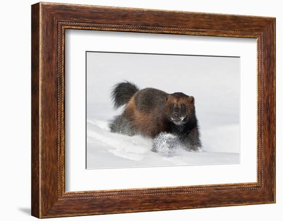 Wild Wolverine walking in snow, Finland-Markus Varesvuo-Framed Photographic Print