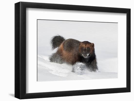 Wild Wolverine walking in snow, Finland-Markus Varesvuo-Framed Photographic Print