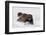 Wild Wolverine walking in snow, Finland-Markus Varesvuo-Framed Photographic Print