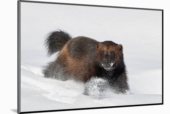 Wild Wolverine walking in snow, Finland-Markus Varesvuo-Mounted Photographic Print