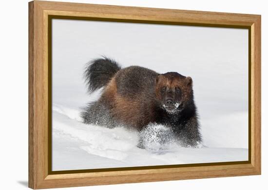 Wild Wolverine walking in snow, Finland-Markus Varesvuo-Framed Premier Image Canvas