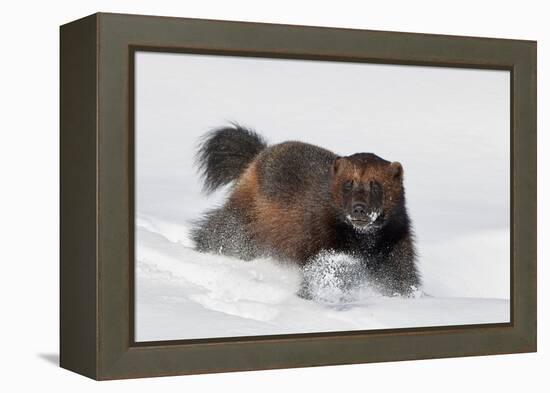 Wild Wolverine walking in snow, Finland-Markus Varesvuo-Framed Premier Image Canvas