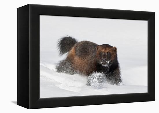 Wild Wolverine walking in snow, Finland-Markus Varesvuo-Framed Premier Image Canvas