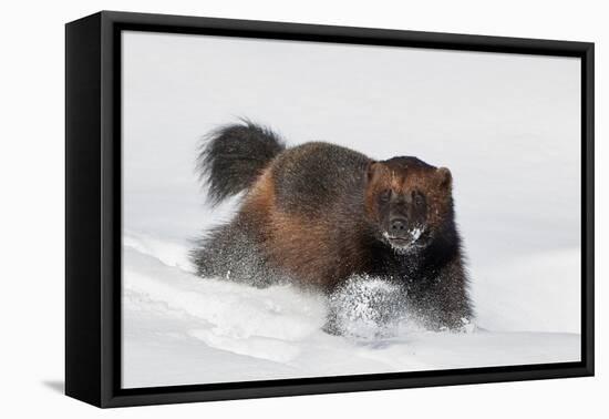 Wild Wolverine walking in snow, Finland-Markus Varesvuo-Framed Premier Image Canvas