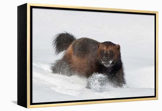 Wild Wolverine walking in snow, Finland-Markus Varesvuo-Framed Premier Image Canvas