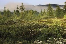 Meadow Delight-Wild Wonders of Europe-Giclee Print