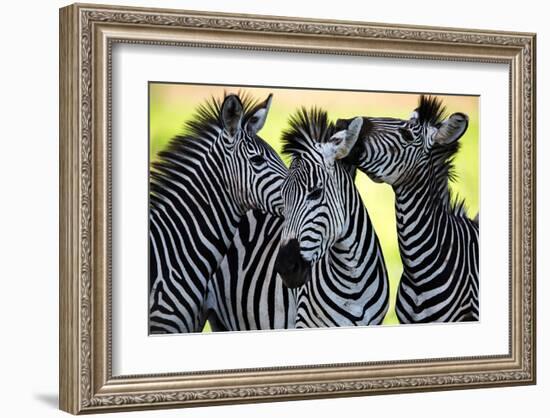 Wild Zebra Socialising-Africa-null-Framed Art Print