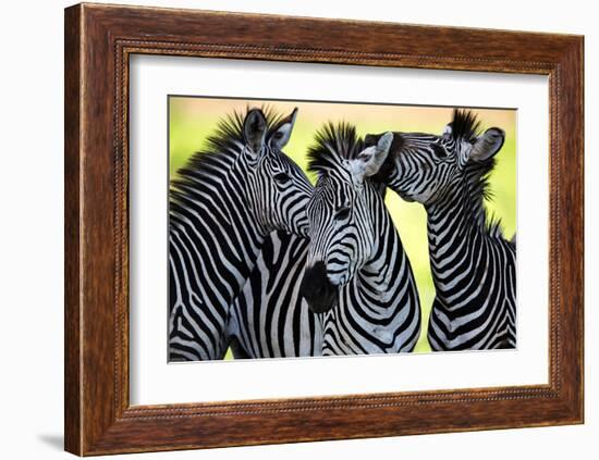 Wild Zebra Socialising-Africa-null-Framed Art Print