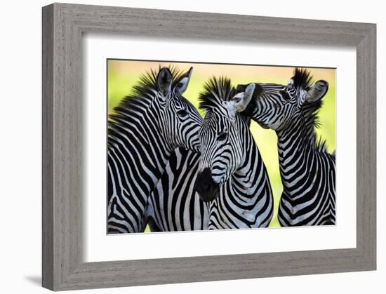 Wild Zebra Socialising-Africa-null-Framed Art Print