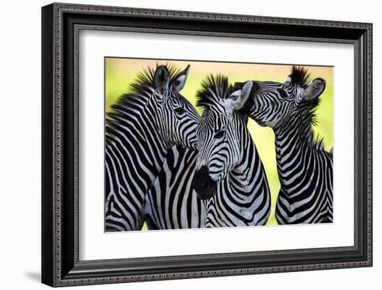 Wild Zebra Socialising-Africa-null-Framed Art Print