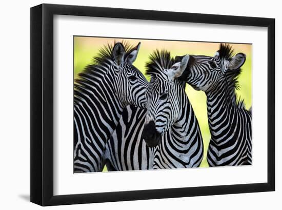 Wild Zebra Socialising-Africa-null-Framed Art Print