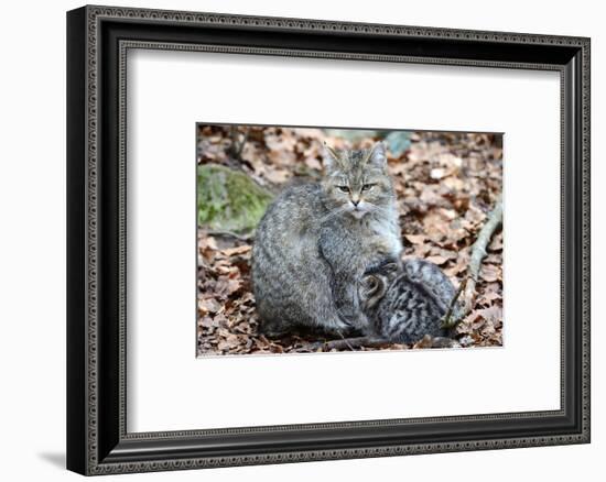 Wildcat with Offspring-Reiner Bernhardt-Framed Photographic Print