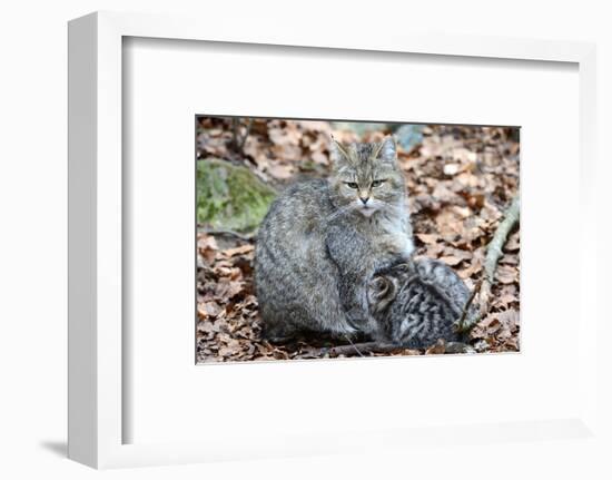 Wildcat with Offspring-Reiner Bernhardt-Framed Photographic Print